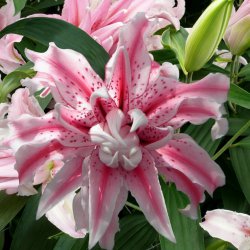 Lilium 'Magic Star'