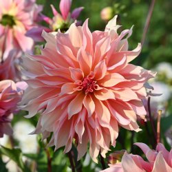 Dahlia 'Labyrinth'