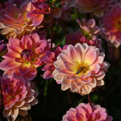 Dahlia 'Pacific View'