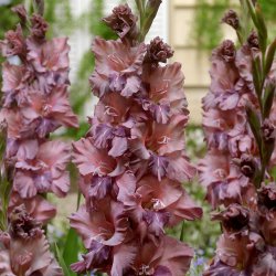 Gladiolus 'Rusty Chestnut'