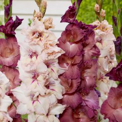 Gladiolus -Indian Summer &...