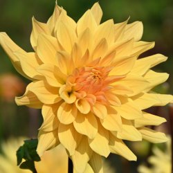 Dahlia 'Gelber Vulcan'