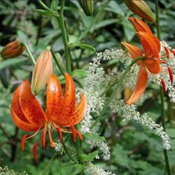 Lilium lancifolium