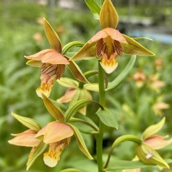 Epipactis thunbergii...