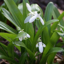 Galanthus woronowii -in the...