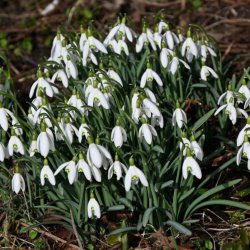 Galanthus nivalis -in the...