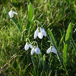 Galanthus elwesii -in the...