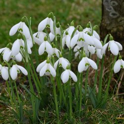 Galanthus 'S. Arnott' -in...