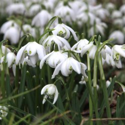 Galanthus nivalis 'Flore...