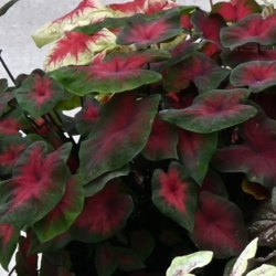 Caladium 'Royal Flush' ®