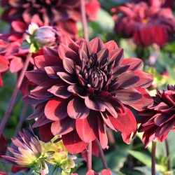 Dahlia 'After Dusk'